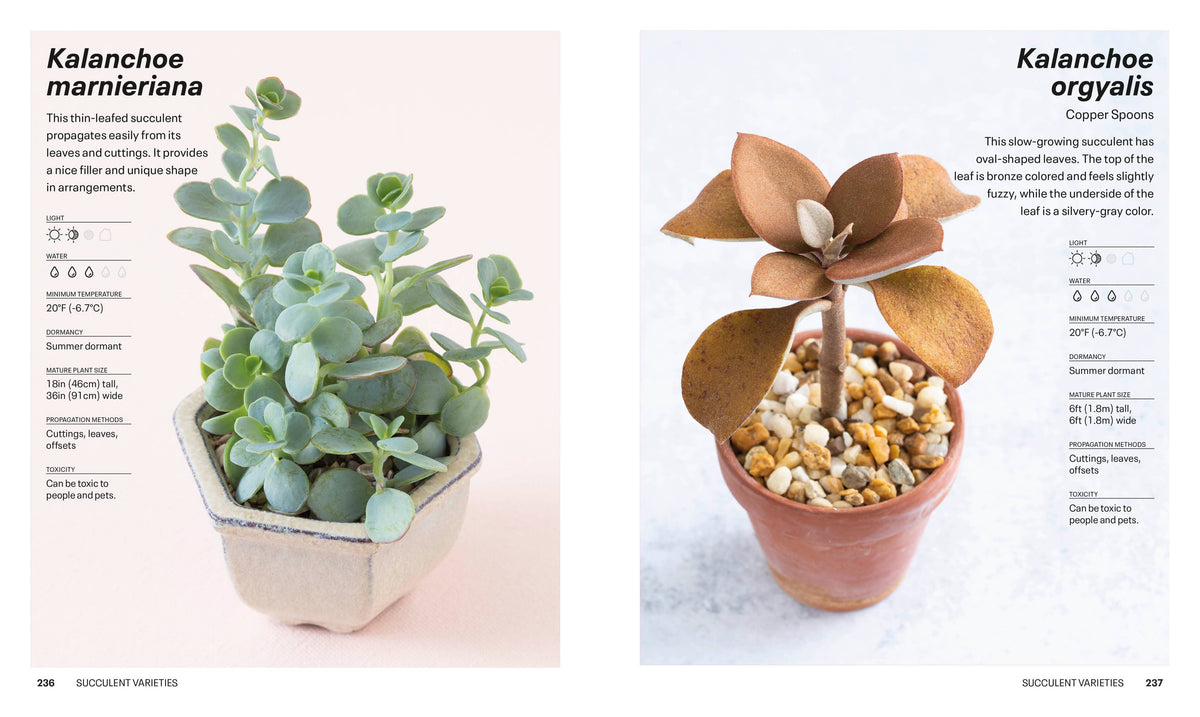 Book pages describing different potted succulents