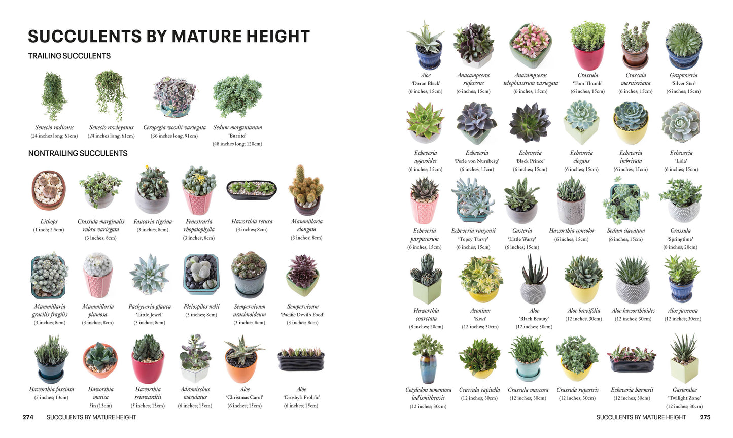 Succulents - a guidebook
