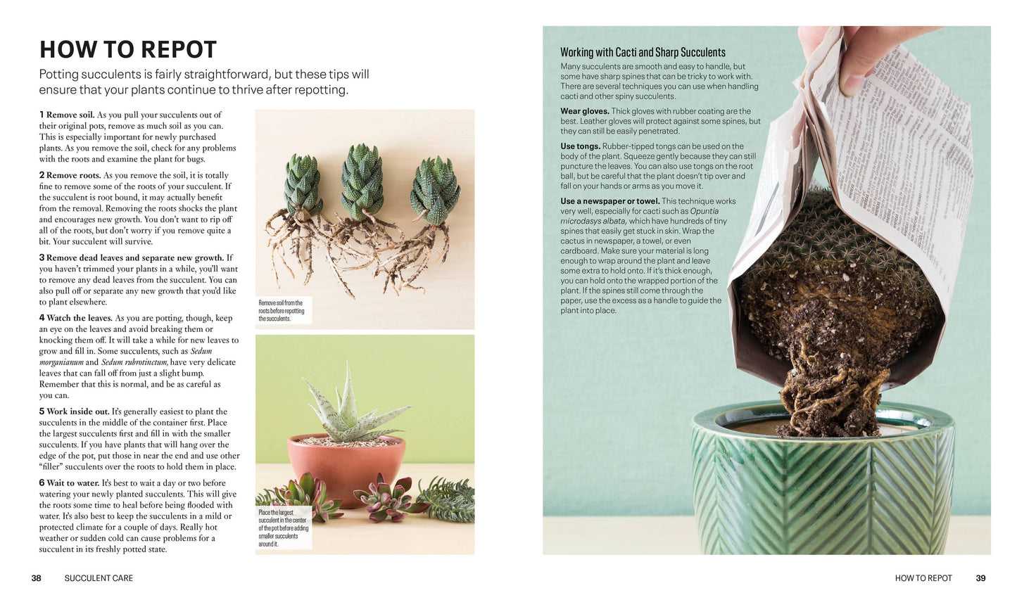 Succulents - a guidebook