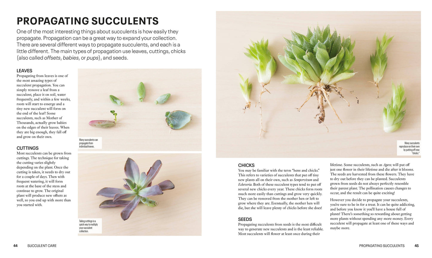 Succulents - a guidebook