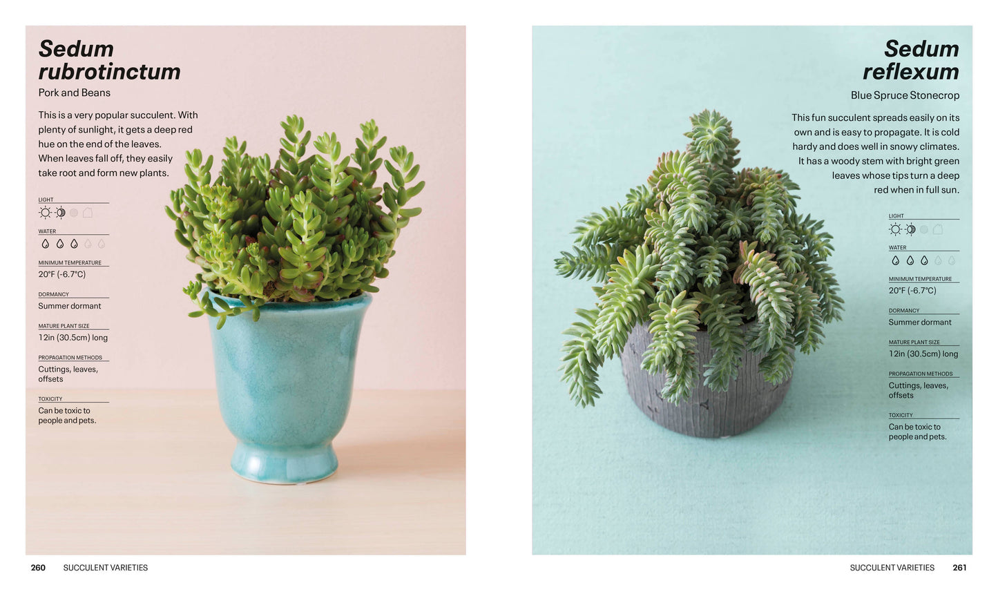 Succulents - a guidebook