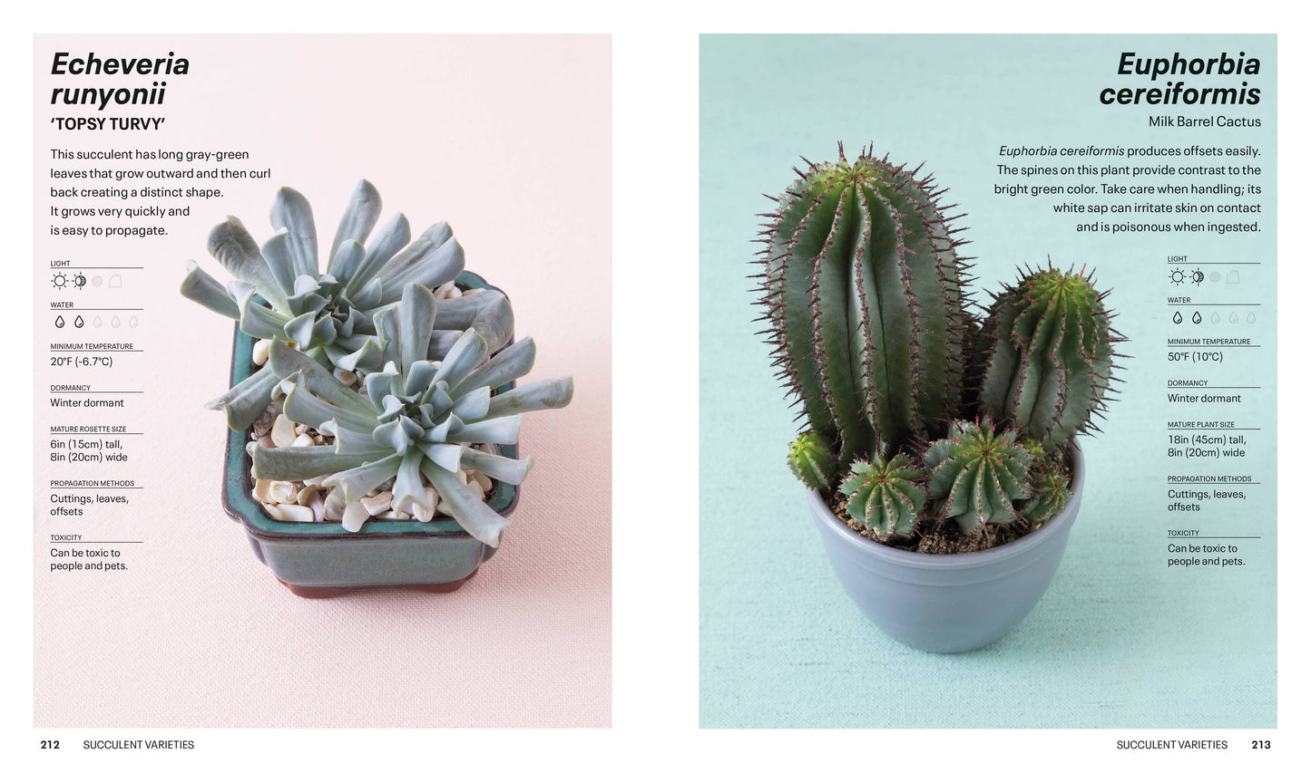 Succulents - a guidebook