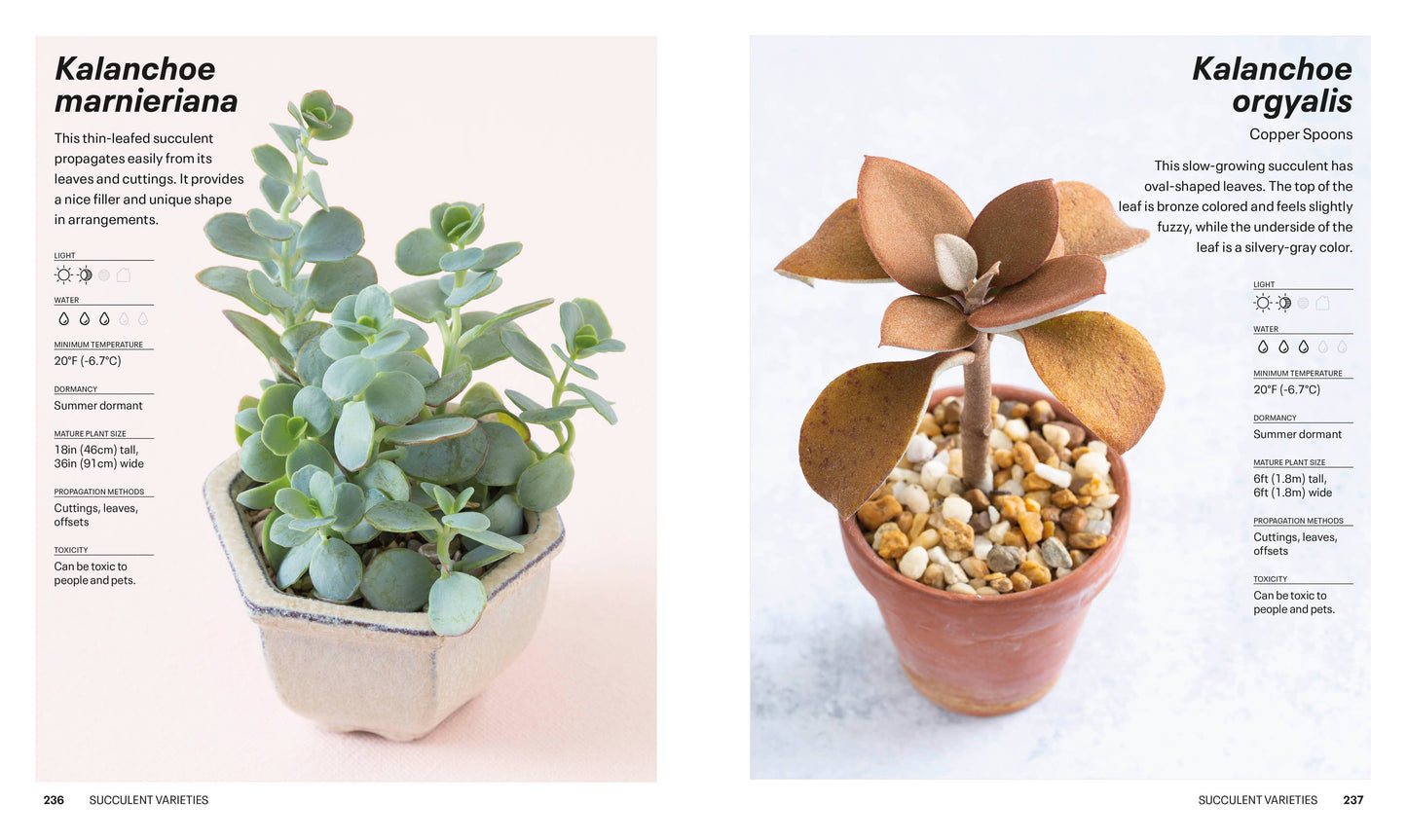Succulents - a guidebook