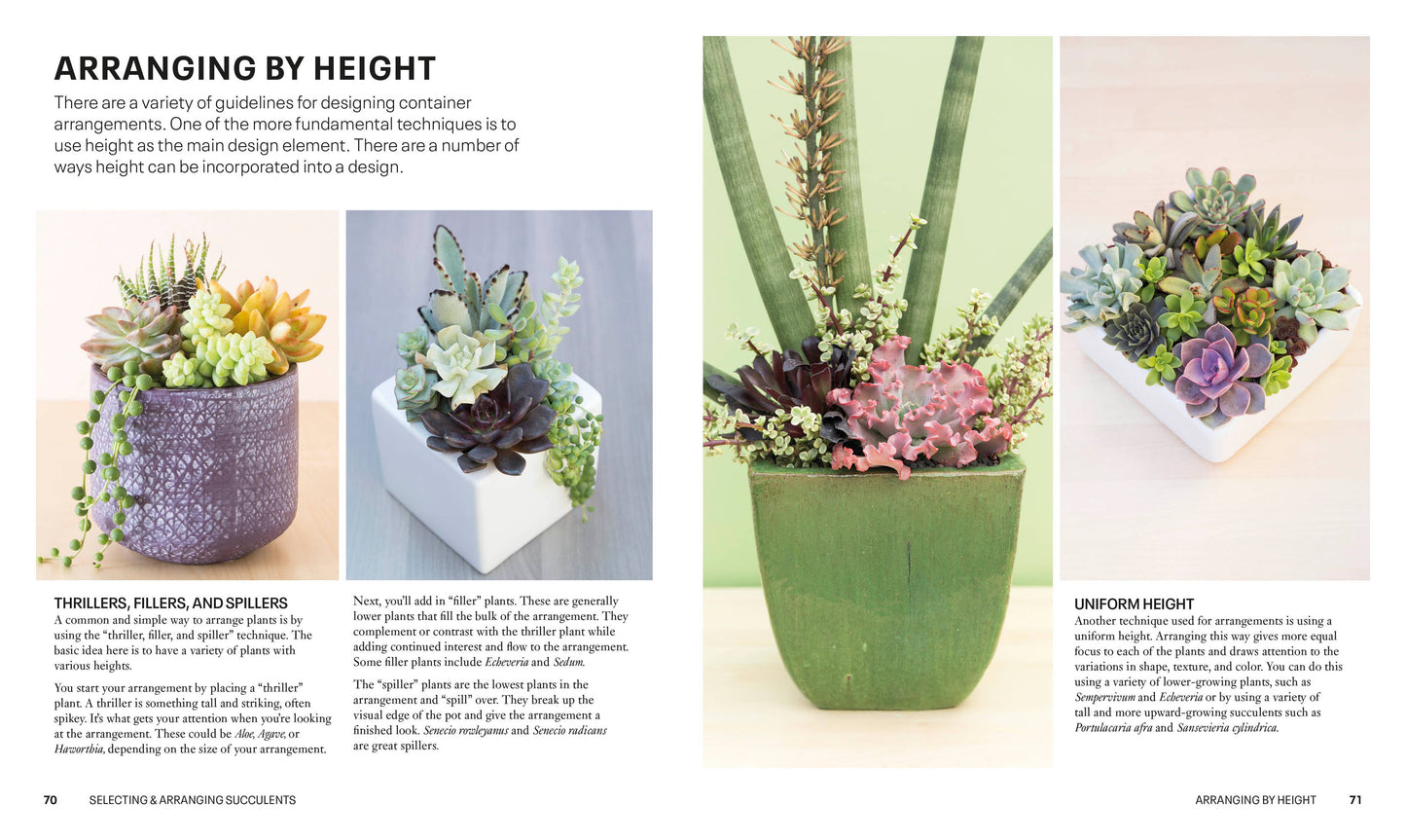 Succulents - a guidebook