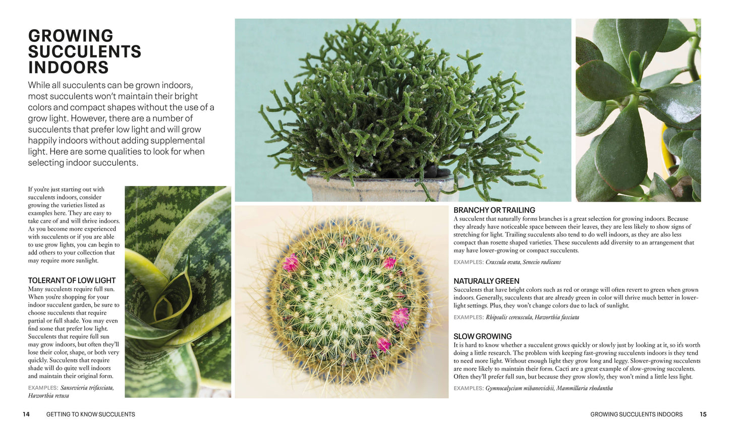 Succulents - a guidebook
