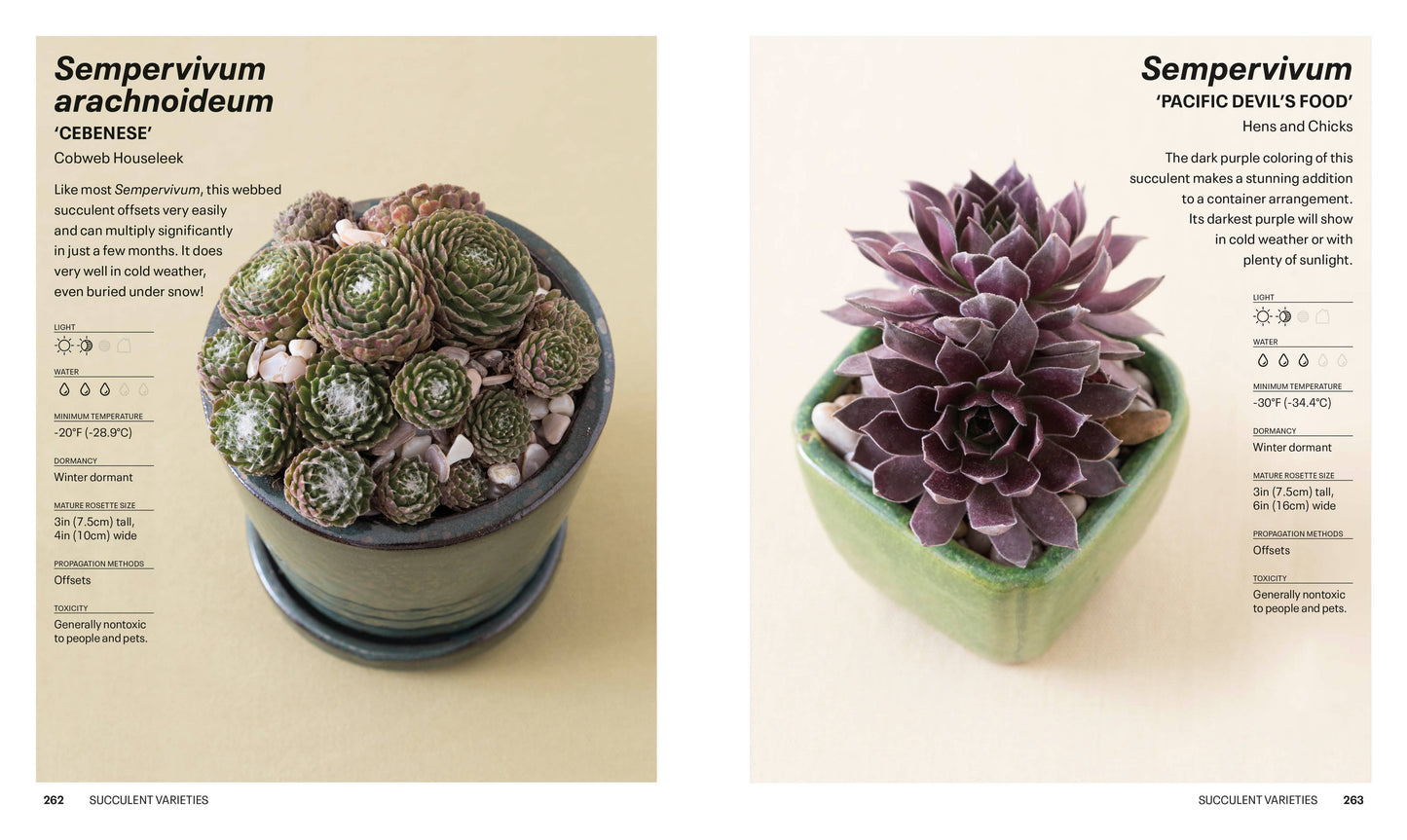 Succulents - a guidebook
